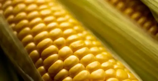 Do corn oligopeptides have any side effects or allergies?